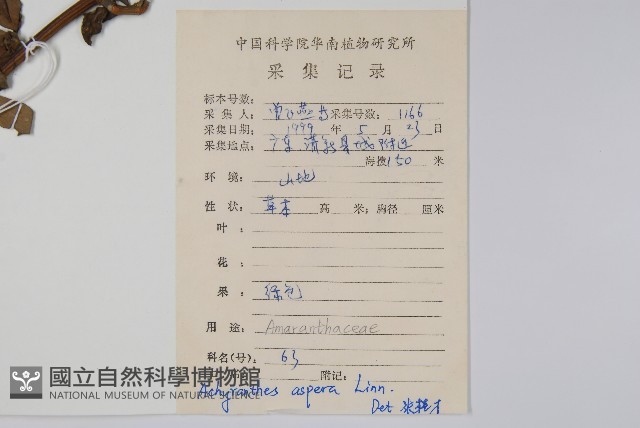 土牛膝藏品圖，第2張