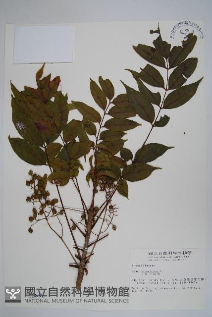 木蠟樹、山漆藏品圖，第1張