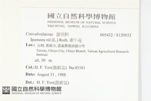 牽牛花藏品圖，第2張