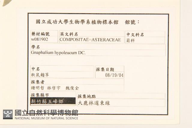 秋鼠麴草藏品圖，第2張