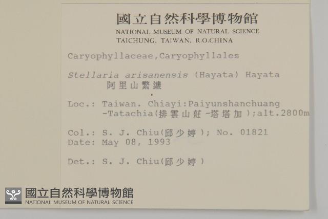 阿里山繁縷藏品圖，第2張