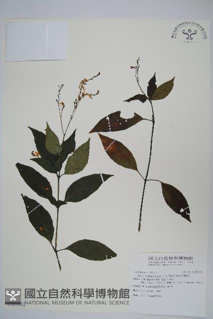 針刺草藏品圖，第1張