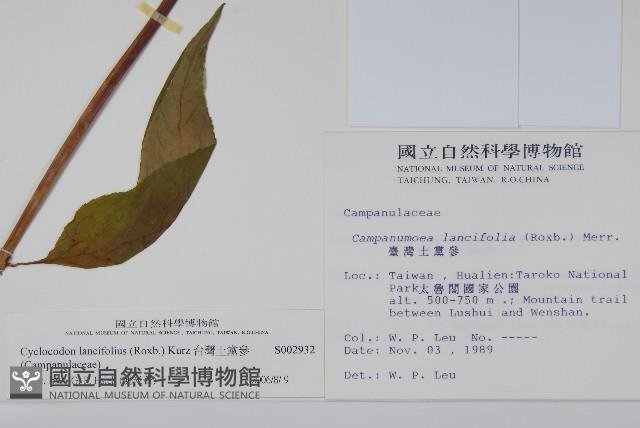 台灣土黨參藏品圖，第2張