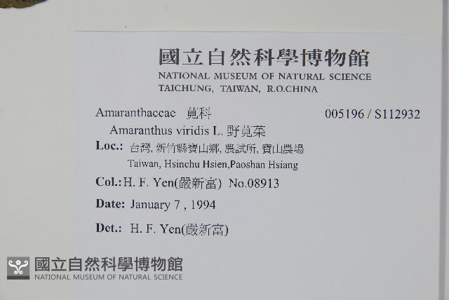 野莧菜藏品圖，第2張