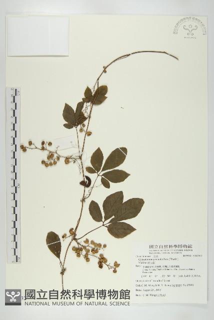 絞股藍藏品圖，第1張