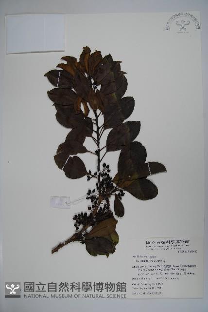 鐵冬青藏品圖，第1張