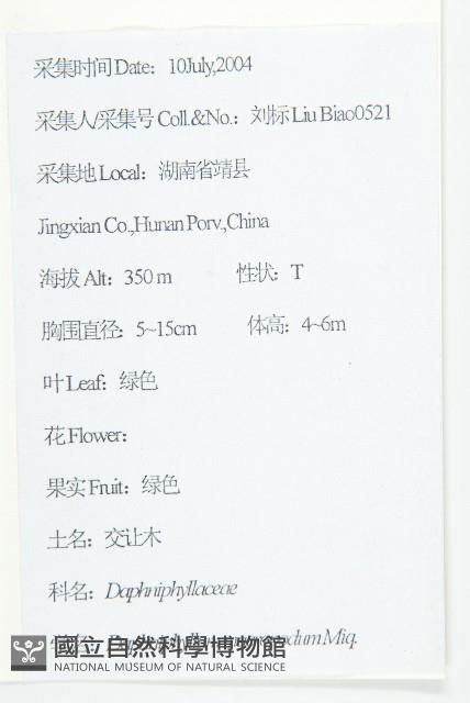 交讓木、臺灣虎皮楠、膜葉虎皮楠藏品圖，第2張