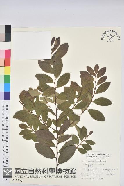 土密樹藏品圖，第1張