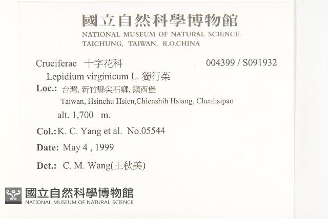 獨行菜藏品圖，第2張