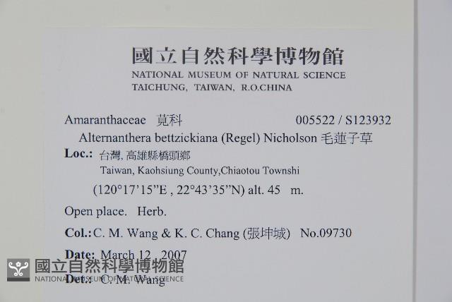 毛蓮子草藏品圖，第2張