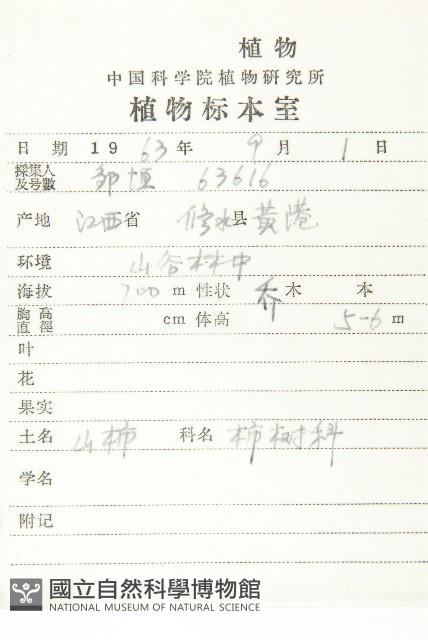 油柿藏品圖，第2張