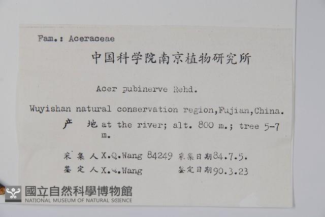 毛脈槭藏品圖，第2張