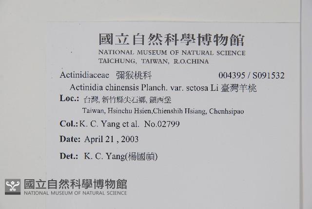 臺灣羊桃藏品圖，第2張