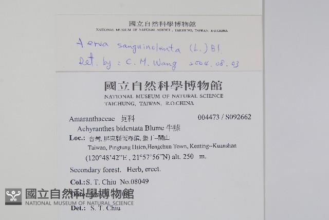蔓雞冠、絹毛莧藏品圖，第2張