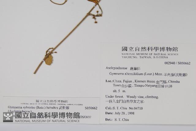 武靴藤藏品圖，第2張