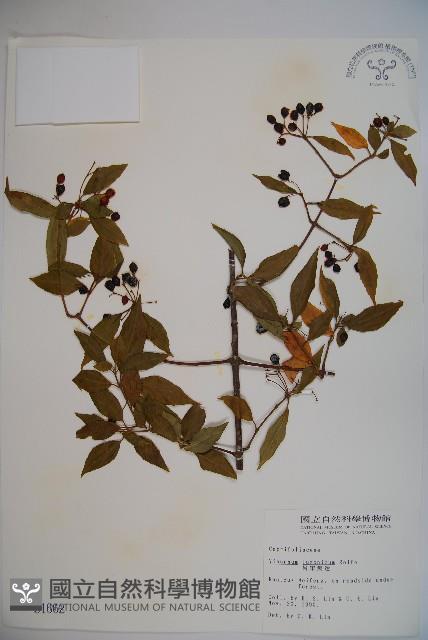 呂宋莢迷藏品圖，第1張