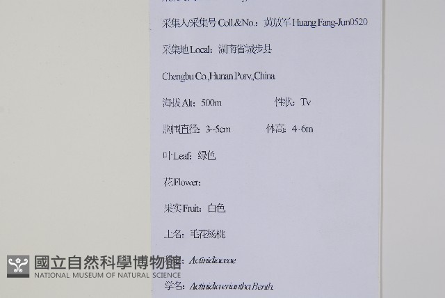 毛花楊桃藏品圖，第2張