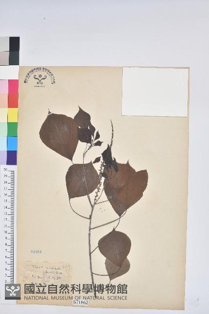 烏臼藏品圖，第1張