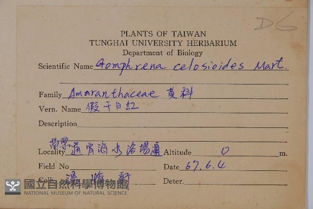 假千日紅藏品圖，第2張