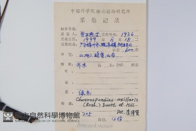 南酸棗藏品圖，第2張