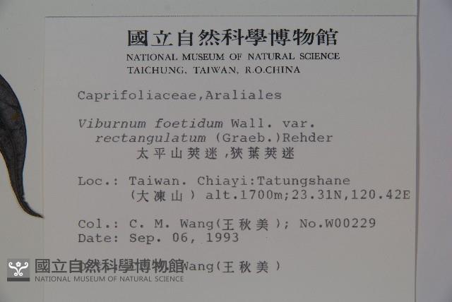 玉山糯米樹、狹葉糯米樹藏品圖，第2張