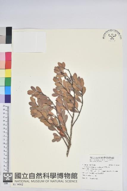 凹葉越橘藏品圖，第1張