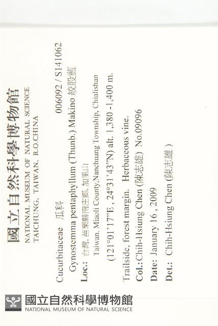 絞股藍藏品圖，第2張