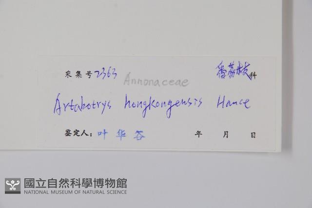 鷹爪花藏品圖，第2張