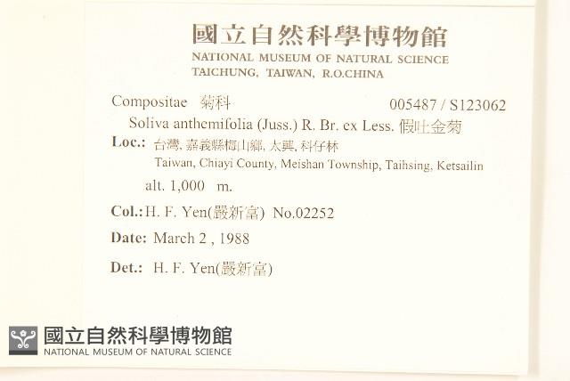 假吐金菊藏品圖，第2張