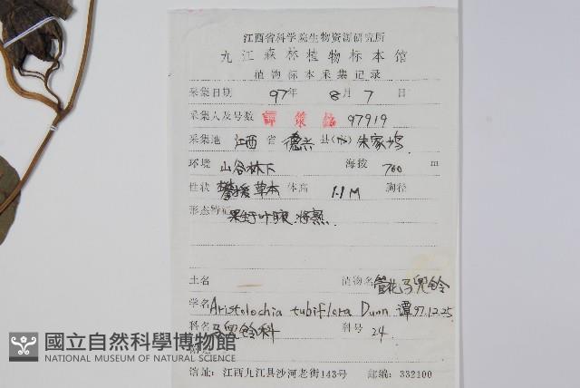 管花馬兜鈴藏品圖，第2張