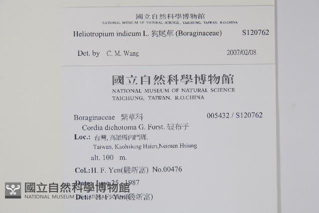 狗尾草藏品圖，第2張