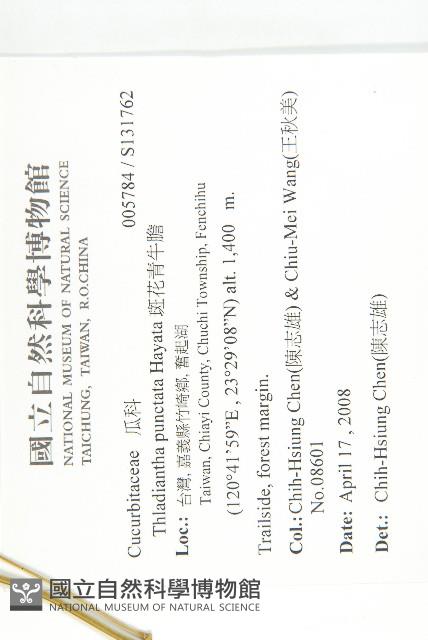 斑花青牛膽藏品圖，第2張