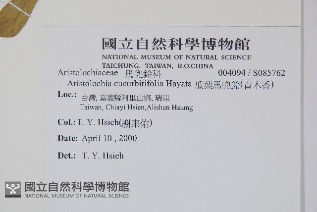 瓜葉馬兜鈴、青木香藏品圖，第2張