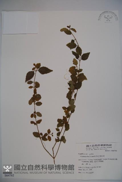 呂宋莢迷藏品圖，第1張