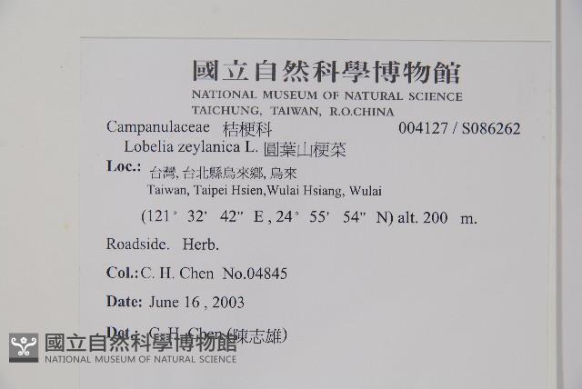 圓葉山梗菜藏品圖，第2張