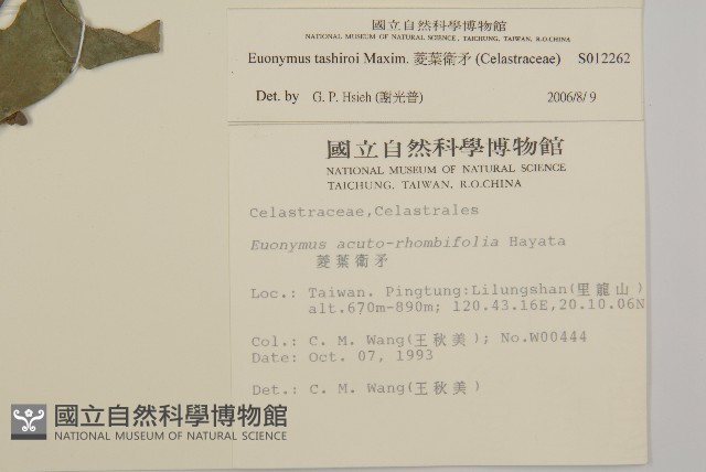 菱葉衛矛藏品圖，第2張