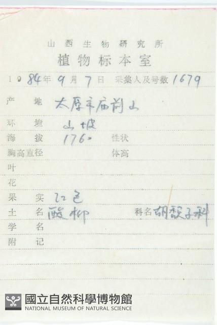 笑靨花藏品圖，第2張