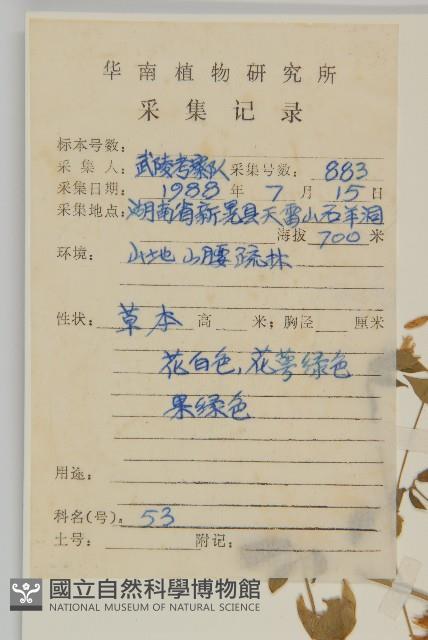 狗筋蔓藏品圖，第2張