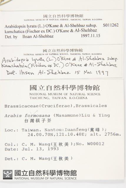 玉山筷子芥藏品圖，第2張