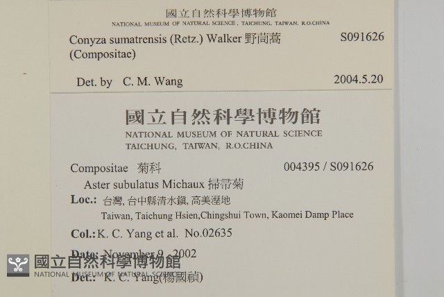 寄生藤藏品圖，第2張