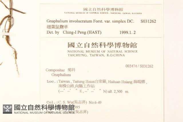 細葉鼠麴草藏品圖，第2張