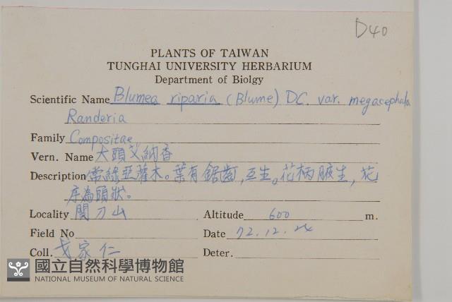 大頭艾納香藏品圖，第2張