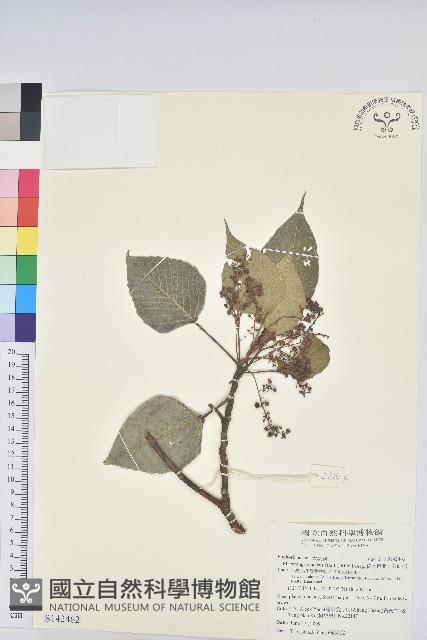 紅肉橙蘭、華血桐藏品圖，第1張