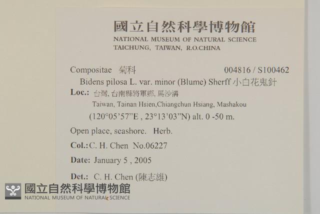 小白花鬼針藏品圖，第2張