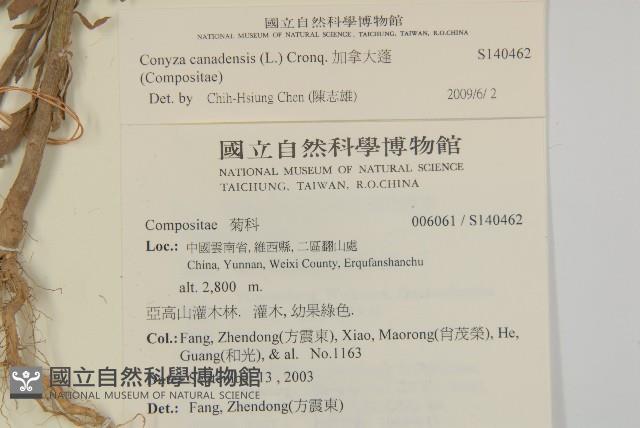 加拿大蓬藏品圖，第2張