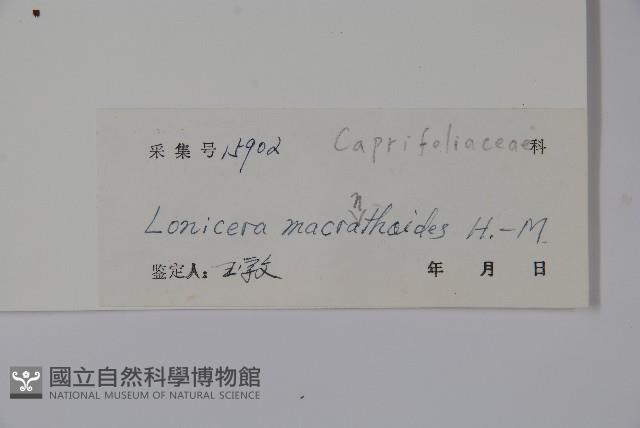 大花忍冬藏品圖，第2張