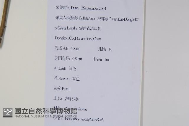 杏葉沙參藏品圖，第2張