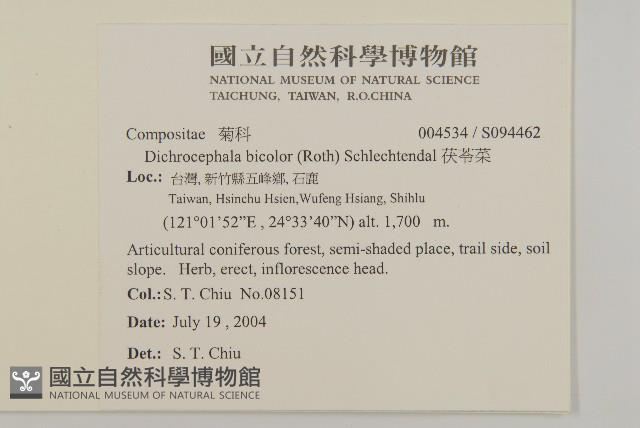茯苓菜藏品圖，第2張