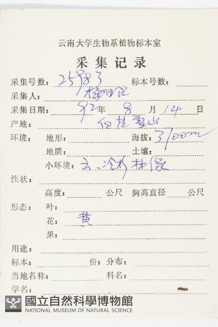 川西黃鵪菜藏品圖，第2張