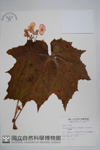 水鴨腳藏品圖，第1張